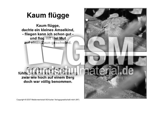 Amselgedicht-Kaum-flügge-SW-1.pdf